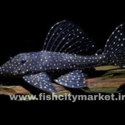 تصویر کت L۵۹ سایز 6 سانت 