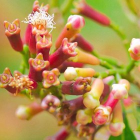 تصویر بذر میخک صدپر 