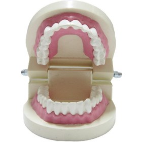 تصویر مولاژ دندان اندازه طبیعی 