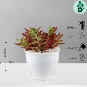 تصویر کراسولا آتشین 