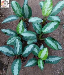 تصویر پک ۱۰ عددی آگلونما هندوانه ای 