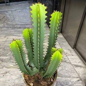 تصویر درختچه‌ کاکتوس مصنوعی 