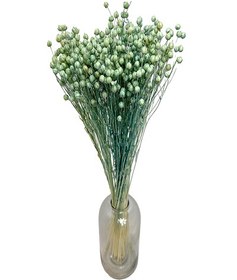 تصویر گل خشک جغجغک / صابونک 