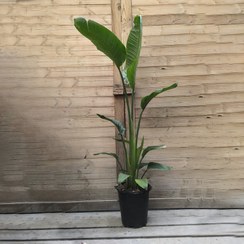 تصویر نخل نیکولای تک بوته 