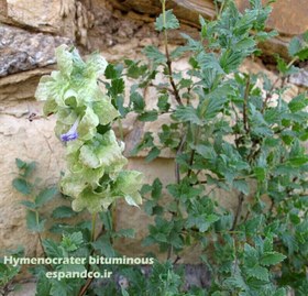 تصویر گیاه دارویی گل اروانه (20 گرم گل خشک) Hymenocrater bituminous 