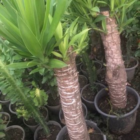 تصویر نهال یوکا بزرگ 