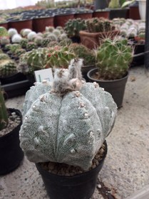 تصویر بذر کاکتوس آستروفیتوم میروستیگما کیکو انزوکا چروک ELG.5822 - بسته 10 عددی Astrophytum Myriostigma kikko onzuka Fukuryu ELG.5822