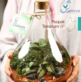 تصویر تراریوم پوپک VIP 