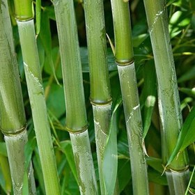 تصویر بذر بامبو سبز 2 عددی 