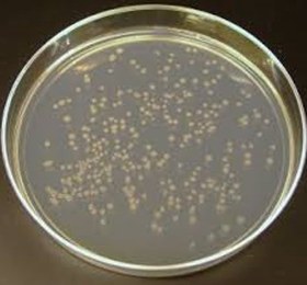 تصویر محیط کشت نوترینت آگار (NUTRIENT AGAR) کیولب - 100 گرم NUTRIENT AGAR, Quelab