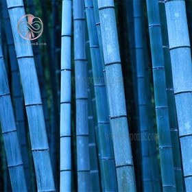 تصویر بذر بامبو آبی 