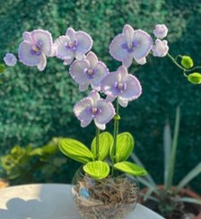 تصویر گلدان زنبقهای حس خوب آرامش 