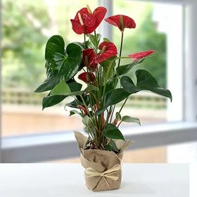 تصویر گیاه گلدانی Anthurium (دبی و امارات) 