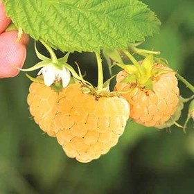 تصویر بذر رزبری زرد ۱ عدد 