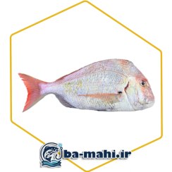 تصویر ماهی شانک صورتی 