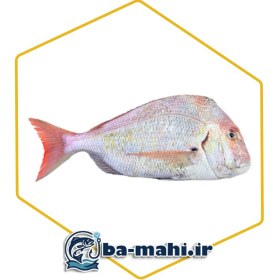 تصویر ماهی شانک صورتی 