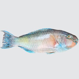 تصویر طوطی ماهی 