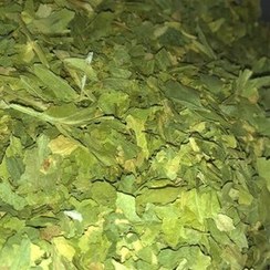 تصویر کرفس خشک کوهی اعلا 