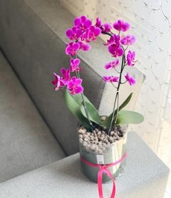 تصویر ارکیده شاخه‌ای 