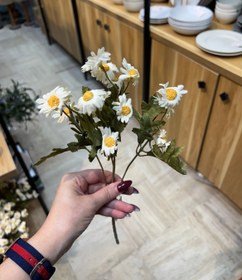 تصویر بابونه 