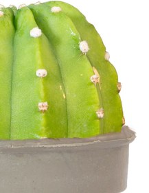 تصویر کاکتوس ایستر لیلی 