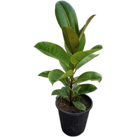 تصویر فیکوس ببری 