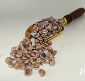 تصویر صدف ایرانی 