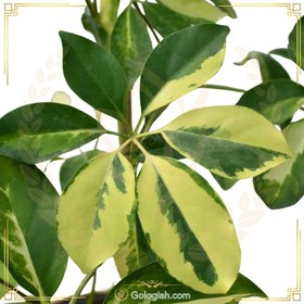 تصویر شفلرا ابلق 