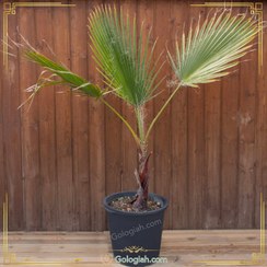 تصویر پالم واشنگتن 