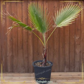 تصویر پالم واشنگتن 