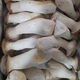 تصویر قارچ شاه صدف یا ارینجی تازه (5kg) 