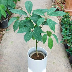 تصویر شفلرا آمیت گلدان 10 