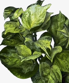 تصویر گیاه پتوس منجولا 