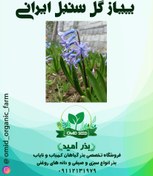 تصویر پیاز گل سنبل ایرانی 