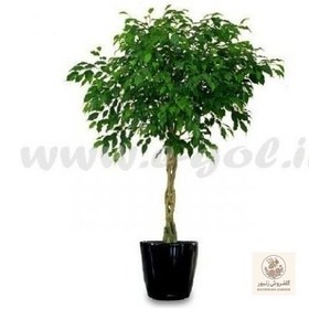 تصویر گیاه بنجامین | کد: ZNB-EZV 