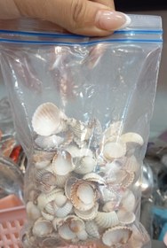 تصویر بسته صدف متوسط 