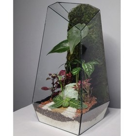 تصویر تراریوم ترارتوس مدل 01 