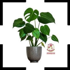 تصویر برگ انجیری مینیاتوری هلندی | گل زینتی خاص با برگ‌های شکاف‌دار برای دکور سبز مدرن Dutch Mini Monstera