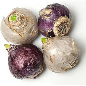 تصویر پیاز گل سنبل 