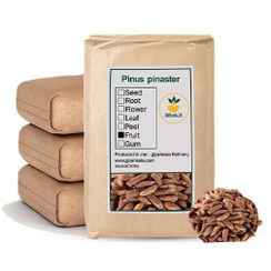 تصویر چلغوز (دانه کاج) خام فله 