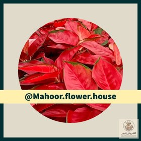 تصویر آگلونما قرمز | کد: ZNB-EN3 