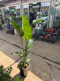 تصویر نخل نیکولای دو متری 