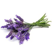 تصویر بذر اسطوخودوس 