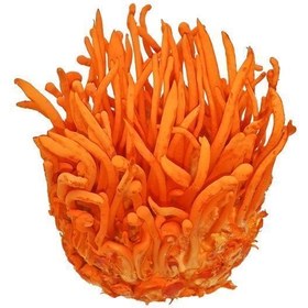 تصویر cordyceps militaris mushroom 