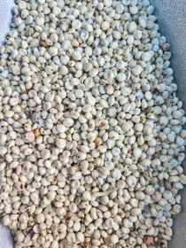 تصویر ذرت سفید 