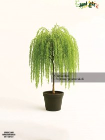 تصویر بید مجنون 