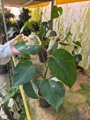 تصویر برگ انجیری ابلق / گلخانه بهارنارنج - گلدان 14 کوچک Fig leaf flower