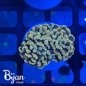 تصویر همر برنچینگ سبز 