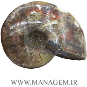 تصویر فسیل سنگ آمونیت اوپالایزد شده 