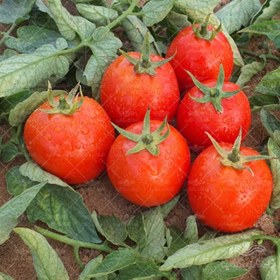 تصویر بذر گوجه فرنگی یارا از شرکت سن مارتین آمریکا مشابه بدرو فلات 5000 عددی Tomato Yara F1 San Martin Seed Num 5000 Seeds